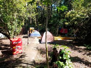 Campin novas palmeiras 953