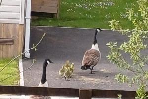 Malton 2-Bed Lodge Sleeps 4 Pet Friendly