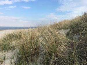 Ferienhaus Dünenwald 2