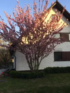 Die Kirsche - Achern