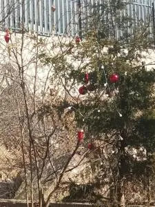 Зелений Рай - Tʼeghut