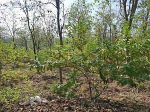 25 acres of picturesque farm