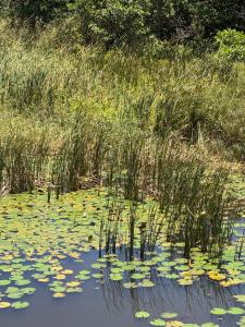 11 Sawubona Zimbali Chalets