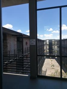 Wild Olive in Windhoek