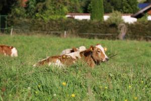 Erholung am Lehmooserhof