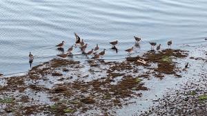 Cabanas Palafitos Dalmacia