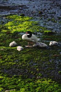 Cabanas Palafitos Dalmacia