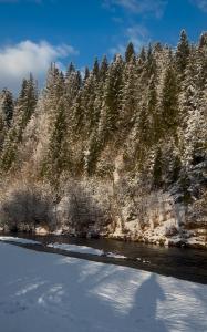 Карпатські Зорі