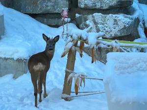 Chalet familial Bergerie