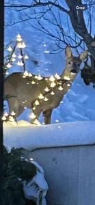 Chalet familial Bergerie