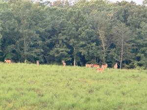 Dahlonega Mountain Creekside Oasis 4 Bedroom