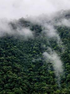 Bosque Tapantí, cerca del PN Tapantí en Orosí, Cartago, Costa Rica