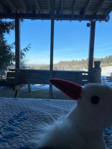 Chalets Chalet authentique au calme, en lisiere de foret, montagne, sentiers 15mn Gerardmer & Alsace 