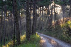Family house - stay on pine hill Dalat