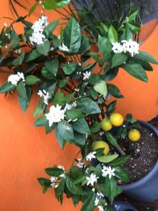 Villas Maison pierre Bordeaux avec piscine chauffee : photos des chambres