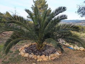 -Villa les Pins- Bandol