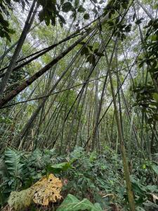 Casa Bosque Luxescape in Nature