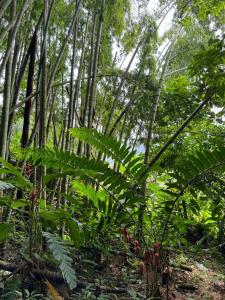 Casa Bosque Luxescape in Nature