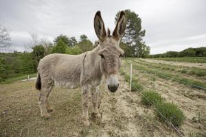 Maisons d'hotes Les Anes de Forcalquier : photos des chambres