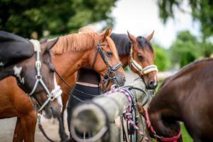 Moierhof - Der Ferienbauernhof am Chiemsee