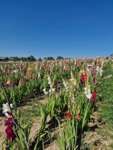 ULALA CHARLEROI AIRPORT Bruxelles