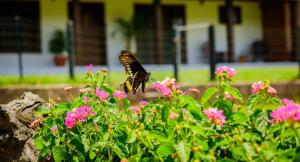 Morada Das Cerejeiras - Espaçosa e Ideal para Pets