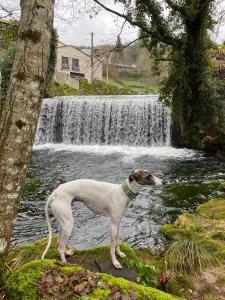 Pension A Casiña D,avoa Oseira