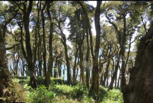 Lingue Cabañas del Escultor