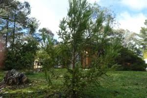 Sequoia Lane - Hepburn