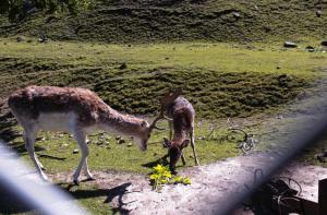 Ferienwohnung Rehblick