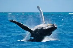 Marina Front Villa at Puerto Bahía - Arroyo Lucas