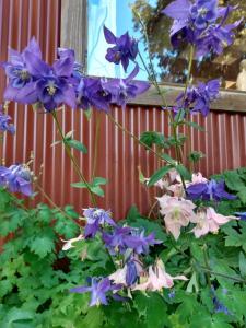 De luz, flores y montaña