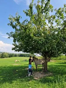 皮特洛卡农场索卡尔斯基米哈尔酒店 - Pawłów