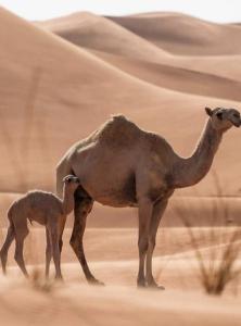 Bidiyah Old Bedouin Wahaiba Desert CAMP