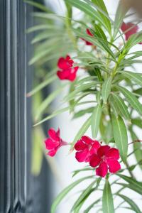 Charming & Central 1BR Ap 2 balconies -Old town