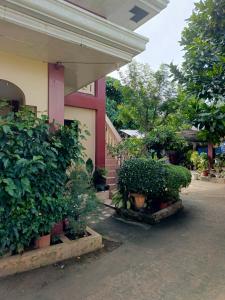 Peace Lily Studio Apartments Panglao