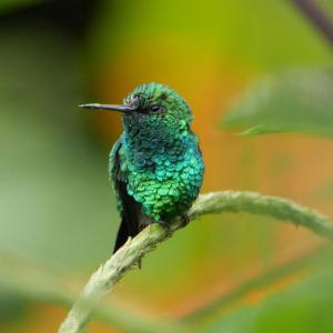 Hummingbird hotel - Itatiaia