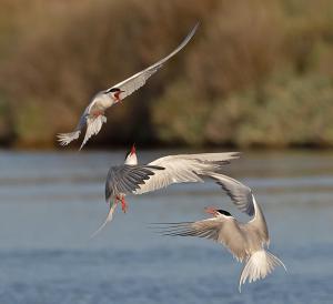Hotels Hotel Le Goeland : photos des chambres