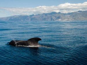 CASA LA ARENA. Bonito y cuidado apart. WiFi FREE