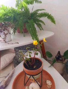 Apartamento inteiro na Ilha! #