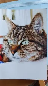 Ophelia - Lispapple Cross Roads