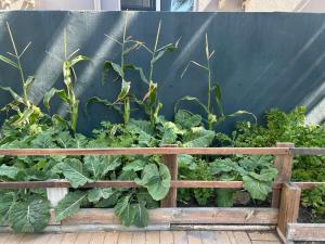 Sunset Studio Garden View