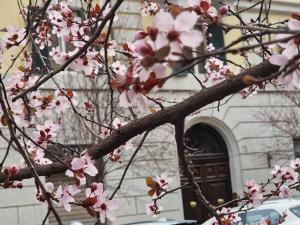 Home Rome Borsieri