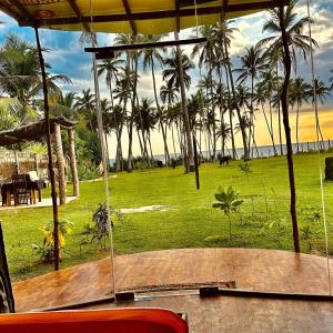 Coconut Tree hill Rekawa