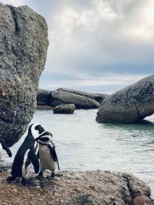 Cape Town cottage near colony of penguins