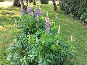 Maisons de vacances Maison de charme a Mailly-Maillet avec jardin cloture et cheminee : photos des chambres