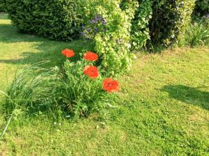 Maisons de vacances Maison de charme a Mailly-Maillet avec jardin cloture et cheminee : photos des chambres