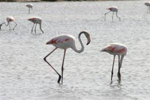 Hotel Villa Pimpina img59