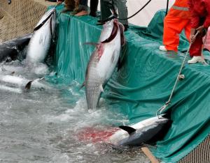 Hotel Villa Pimpina img53