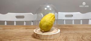 Domus Cedri Apartment